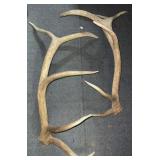 Pair of Elk Sheds, 41" Long