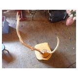Irregular Elk Antlers Mount