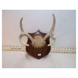 **6 POINT BUCK ANTLERS