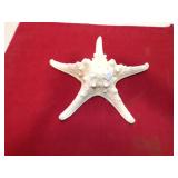 STAR FISH