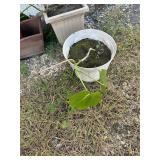 **ELEPHANT EAR PLANT