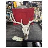 **8 POINT EUROPEAN BUCK MOUNT