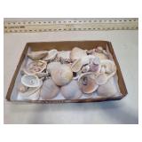 SEASHELLS