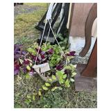 **VARIETY OF HOUSE PLANTS NEEDS NEW POT