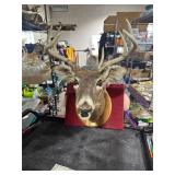 **8 POINT BUCK MOUNT