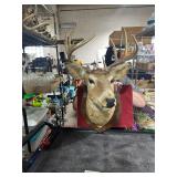 **10 POINT BUCK MOUNT
