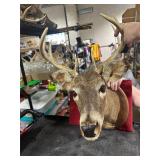 ROUGH 8 POINT BUCK MOUNT