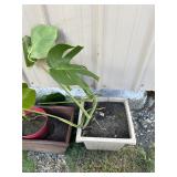 **ELEPHANT EAR PLANT