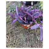 **PURPLE POTTED PLANT