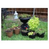 Lot of Plants Lot of Plants