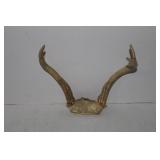 Antlers 8"