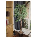 Silk Tree 78"
