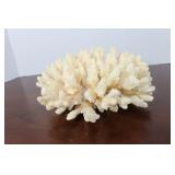 White Table Coral Cluster 7 x 7 1/2