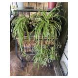 Spider Plants  30 x 17
