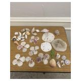 Collection of over 50 Natural Seashells, includes