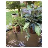 Silk PlantPlastic pot 18" & Live Plant