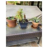 Terra Cotta Pot & Plastic Pots with Plants