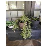 Live & Silk Plants