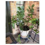 Plastic Planter Pot with Plant on Wheels