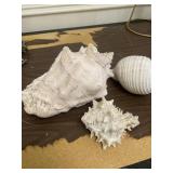 3pc lot of Large Conch Sea Shells, as shown, see a