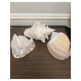 3pc lot of Large Conch Sea Shells, as shown, see a