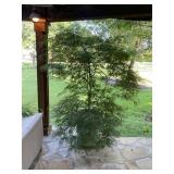 Plastic Planter Pot with Trailest and Plant