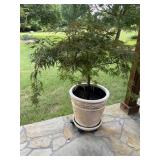 Plastic Planter Pot With Tree on Wheels