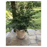 Plastic Planter Pot  with Tree