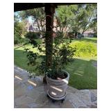 Plastic Planter Pot Rose Bush on wheels