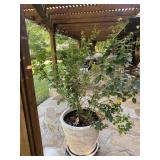 Plastic Planter Pot Rose Bush on wheels