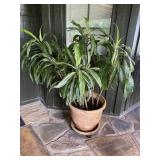 Terra Cotta Planter Pot with Plant 14 x 16