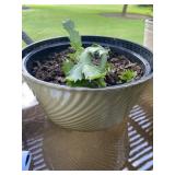 Plastic Planter Pot with Plant 6 x 10 1/2