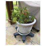Plastic Planter Pot with Plant on wheels