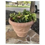 Plastic Planter Pot  with Hydrangea Plants