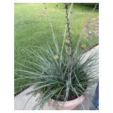 Plastic Planter Pot 21 x 28 with Plant