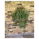 Hanging Spider Plant 46 x 34