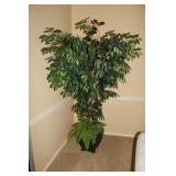silk tree 79' silk tree 79'