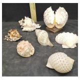 SEA SHELLS