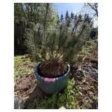 Planter