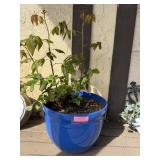 Planter