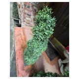 Faux Plant