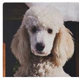 Portrait of a Standard Poodle Mouse Pad retail $11