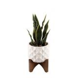 Flora Bunda Indoor Desktop Snake plant Artificial