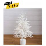 #12 White Norfolk Island Pine Tree, 4 ft.