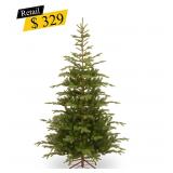 #40 Norwegian Spruce Tree