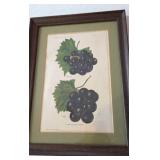 Boone Chestnut, Red Apple and Purple Grapes in