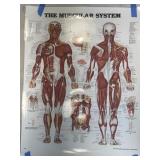 The Muscular System Anatomical Chart 26x20ï¿½