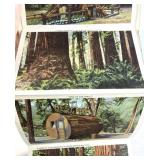 Vintage California Redwoods Postcards & Knot Guide