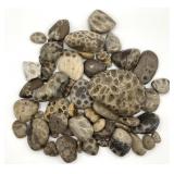 Petoskey Stone Great Lakes Fossil Collection