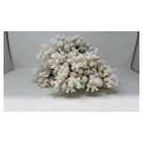 Natural White Coral Specimen Display 14x9x11